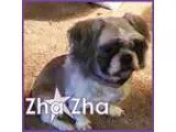 Adopt Zha Zha a Tricolor (TanBrown and Black and White) Shih Tzu