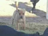 Adopt Stewie a TanYellowFawn German Shepherd Dog  American Staff