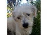 Adopt Lance a Cairn Terrier Poodle