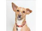 Adopt Ginger a Corgi  Mixed dog in San Luis Obispo CA (15179383)