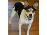 Adopt JoJo(24 lb) New Pics and Video a Tricolor (TanBrown and Bl