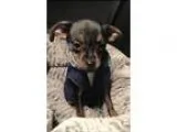 Adopt Speckles a Black - with Tan Yellow or Fawn Miniature Pinsc