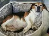Adopt BREEZ a Beagle