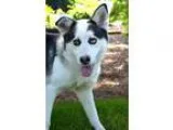 Adopt King a Siberian Husky