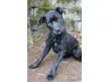 Adopt Jewel a Labrador Retriever