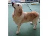 Adopt Brittany a TanYellowFawn Golden Retriever  Mixed dog in BI