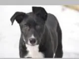 Adopt Bindi a Labrador Retriever