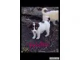 Adopt Trisha a Labrador Retriever