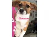 Adopt Clementine a White - with Red Golden Orange or Chestnut Co