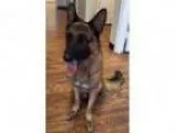 Adopt Ruben a German Shepherd Dog