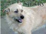 Adopt SPARKY-WHAT A DOLL a Terrier