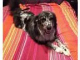 Adopt Cali a Border Collie