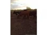 Bred Heifers for Sale - CorrienteLonghorn Heifers
