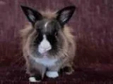 Adopt Harrison a Chocolate Lionhead  Mixed (long coat) rabbit in