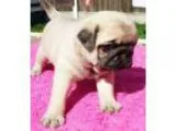 Pug puppies akc oo   s