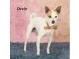 Adopt Devin a Jack Russell Terrier