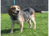Adopt Dillon a Beagle