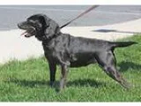 Adopt Petunia a Black Feist  Beagle  Mixed dog in Harrisonburg V