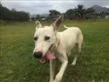 Adopt Daisy a Pointer  Hound (Unknown Type)  Mixed dog in Silver