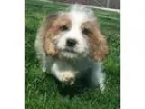 Adopt Terrier mix puppy male a Terrier