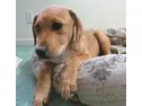 Adopt Rubin a Labrador Retriever English Springer Spaniel