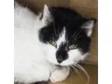 Adopt Ontario a Domestic Short Hair