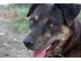 Adopt The Awesome Kilo a BrownChocolate - with Tan Husky  Shephe
