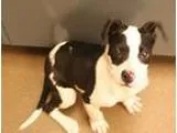 Adopt Rio a Black American Pit Bull Terrier  Mixed dog in Wichit