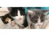 Adopt Annie and Kittens a Domestic Short Hair