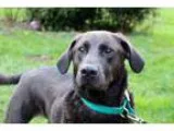 Adopt Tucker a Labrador Retriever Chesapeake Bay Retriever