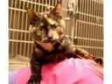 Adopt Jubilee a Domestic Short Hair Tortoiseshell