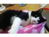 Adopt Geo a Black and White or Tuxedo Domestic Mediumhair (mediu