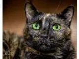 Adopt Ginger a Tortoiseshell Domestic Shorthair (short coat) cat