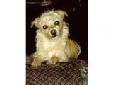 Adopt Cooper a TanYellowFawn Norfolk Terrier  Mixed dog in Kamlo