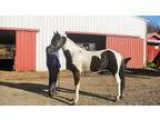 Maverick 6yr Gelding for sale