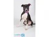 Adopt Kayla a Black - with White Pit Bull Terrier  Mixed dog in 