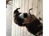 Adopt Chickie a Spaniel