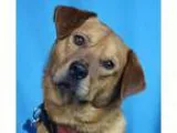 Adopt Ruthie a RedGoldenOrangeCh estnut Australian Cattle Dog  M