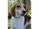 Adopt Briar a Tricolor (TanBrown and Black and White) Treeing Wa