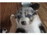 Nice australian shepherd for sale