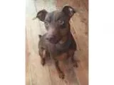 Adopt Bubba a RedGoldenOrangeCh estnut Miniature Pinscher  Mixed