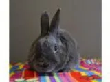 Adopt Thumpy a Bunny Rabbit