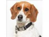 Adopt Belle a Beagle  Mixed dog in San Luis Obispo CA (15249343)