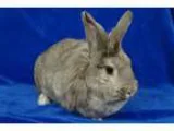 Adopt Sophie (Madison) a Lionhead