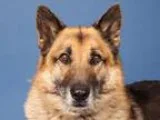 Adopt Thunder a German Shepherd Dog