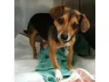 Adopt Topper a Tricolor (TanBrown and Black and White) Beagle  M