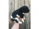 AKC Tuxedo