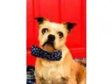 Adopt Ringo a Shih Tzu Terrier