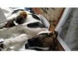 Adopt Wilson a White - with Black Collie  Jack Russell Terrier d