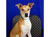 Adopt Ella Fitzgerald a Sheltie Shetland Sheepdog  Mixed dog in 